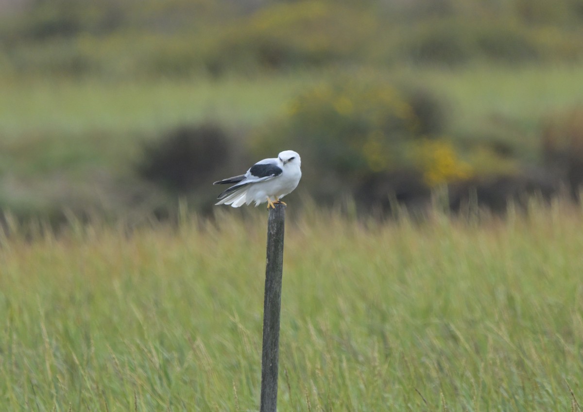 White-tailed Kite - ML643242803
