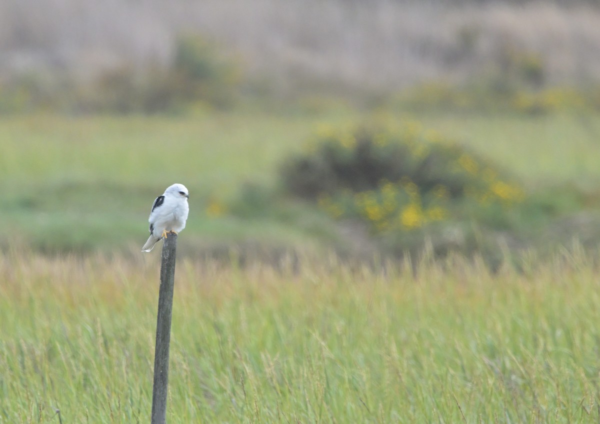 White-tailed Kite - ML643242804