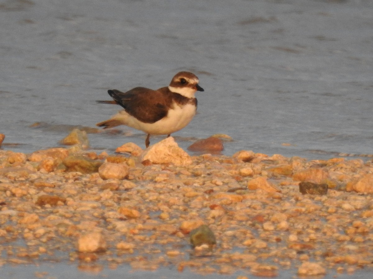 Semipalmated Plover - ML643242818