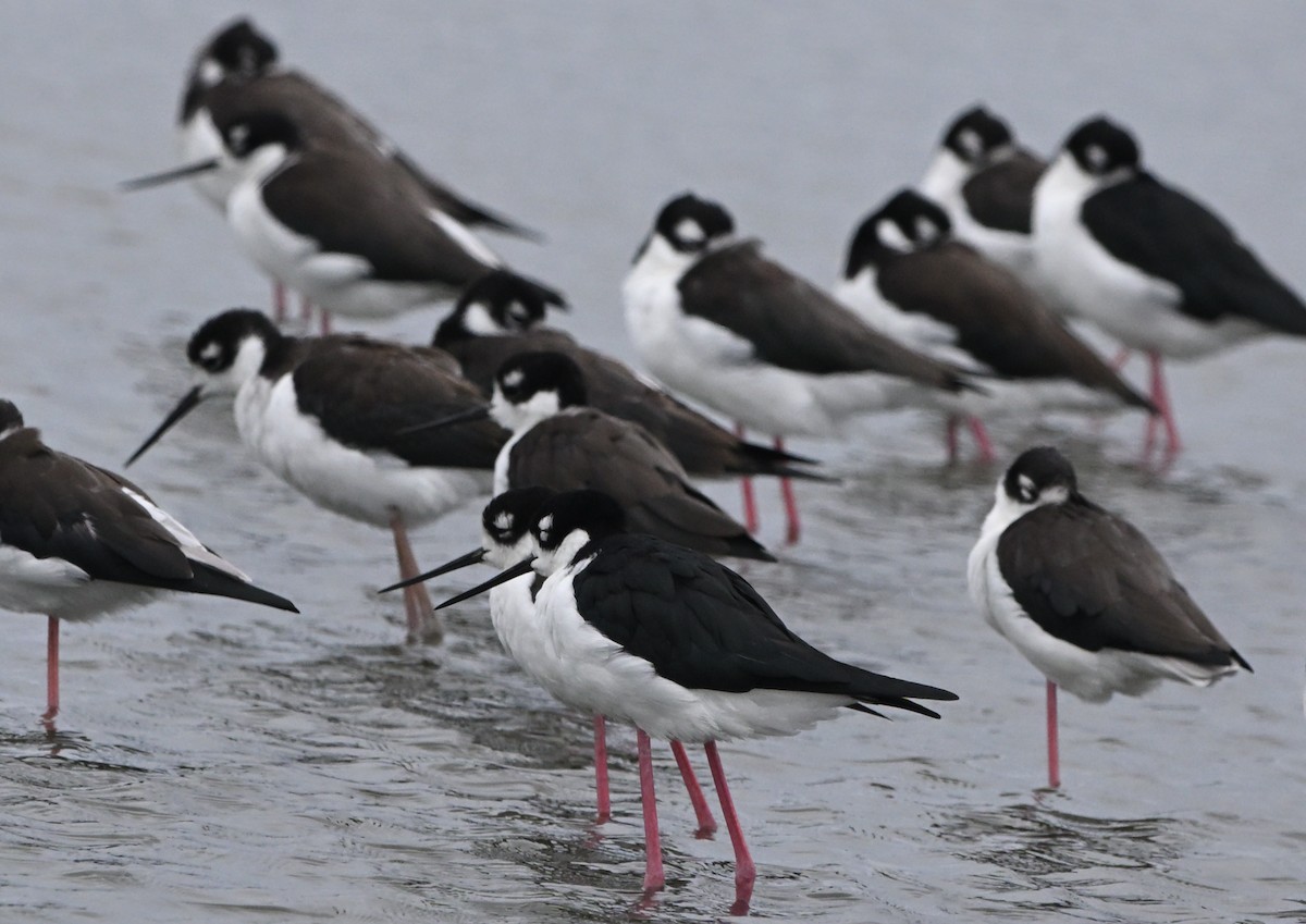 Black-necked Stilt - ML643242819