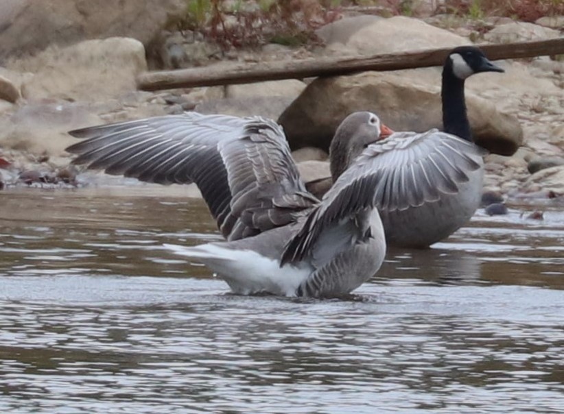 Domestic goose sp. (Domestic type) - ML643242839