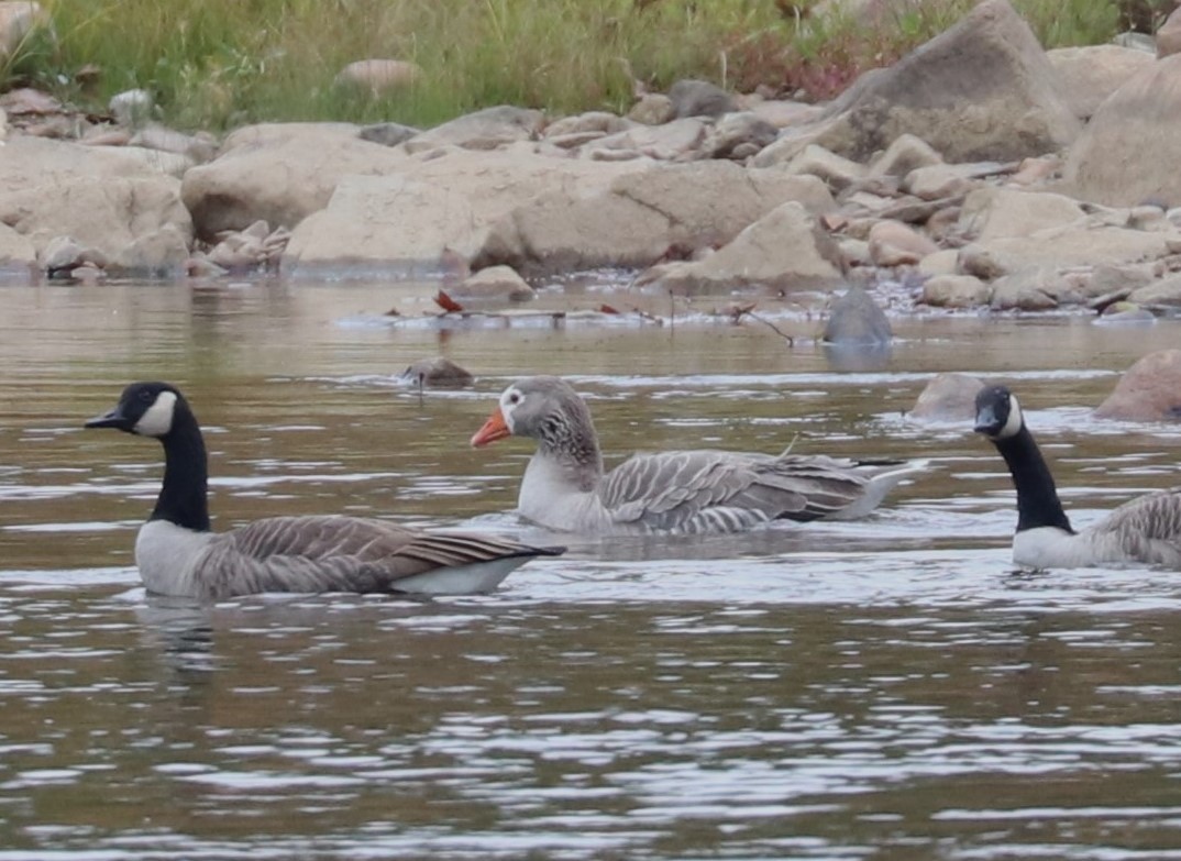 Domestic goose sp. (Domestic type) - ML643242840