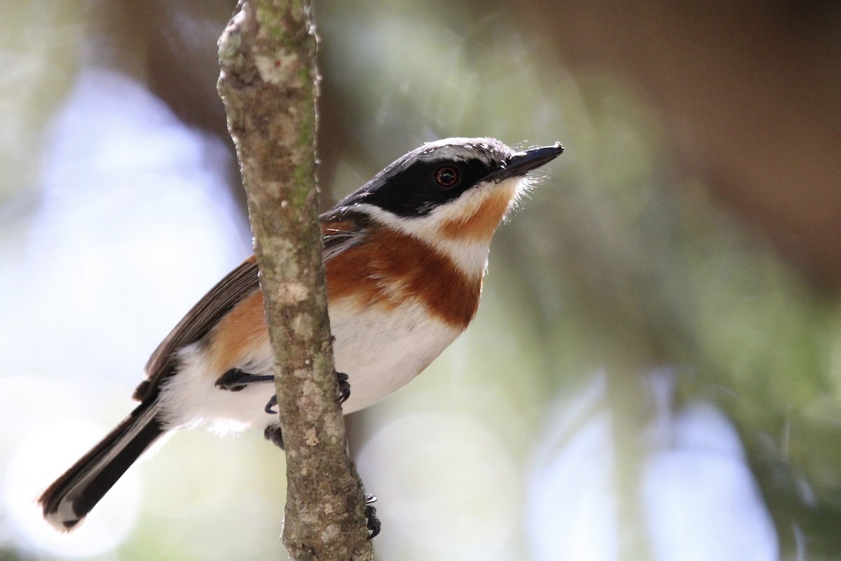 Cape Batis - ML643242855