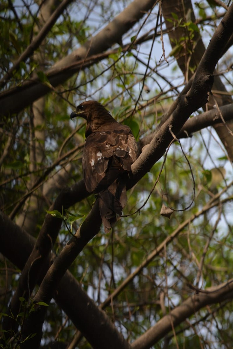 Asian Koel - ML643242860