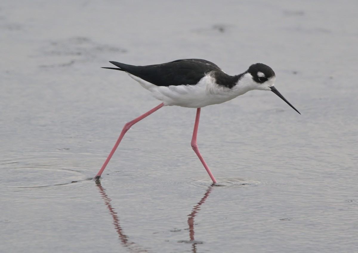 Black-necked Stilt - ML643242873
