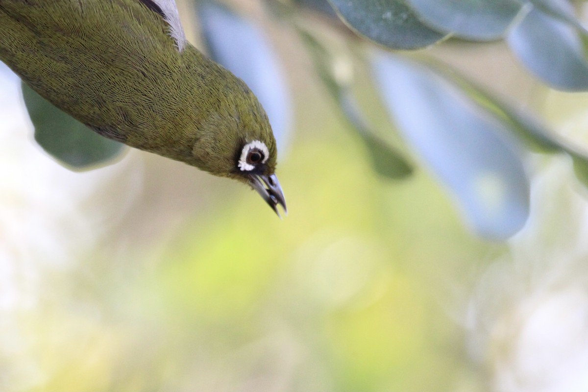 Cape White-eye - ML643242901