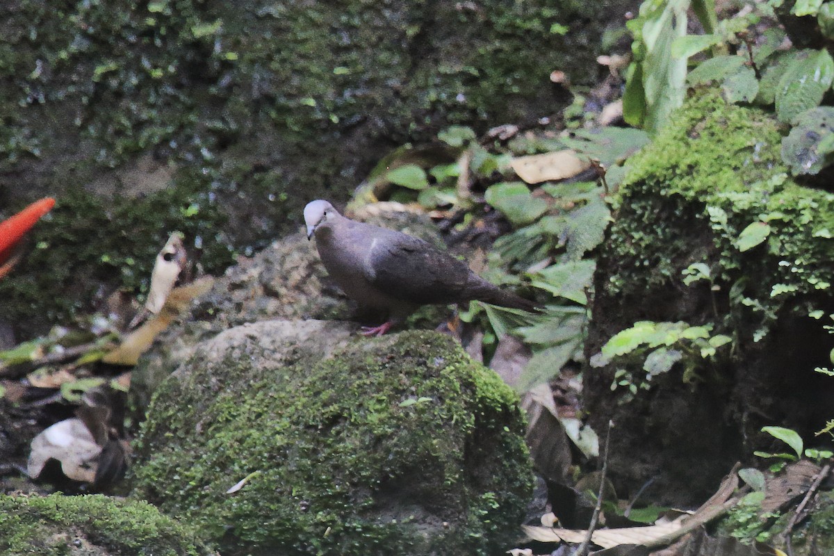 Pale-vented Pigeon - ML643242905