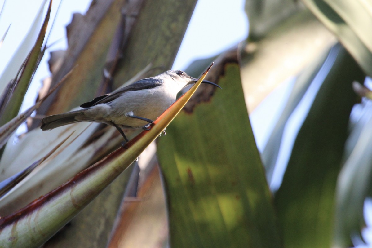 Mouse-colored Sunbird - ML643242959