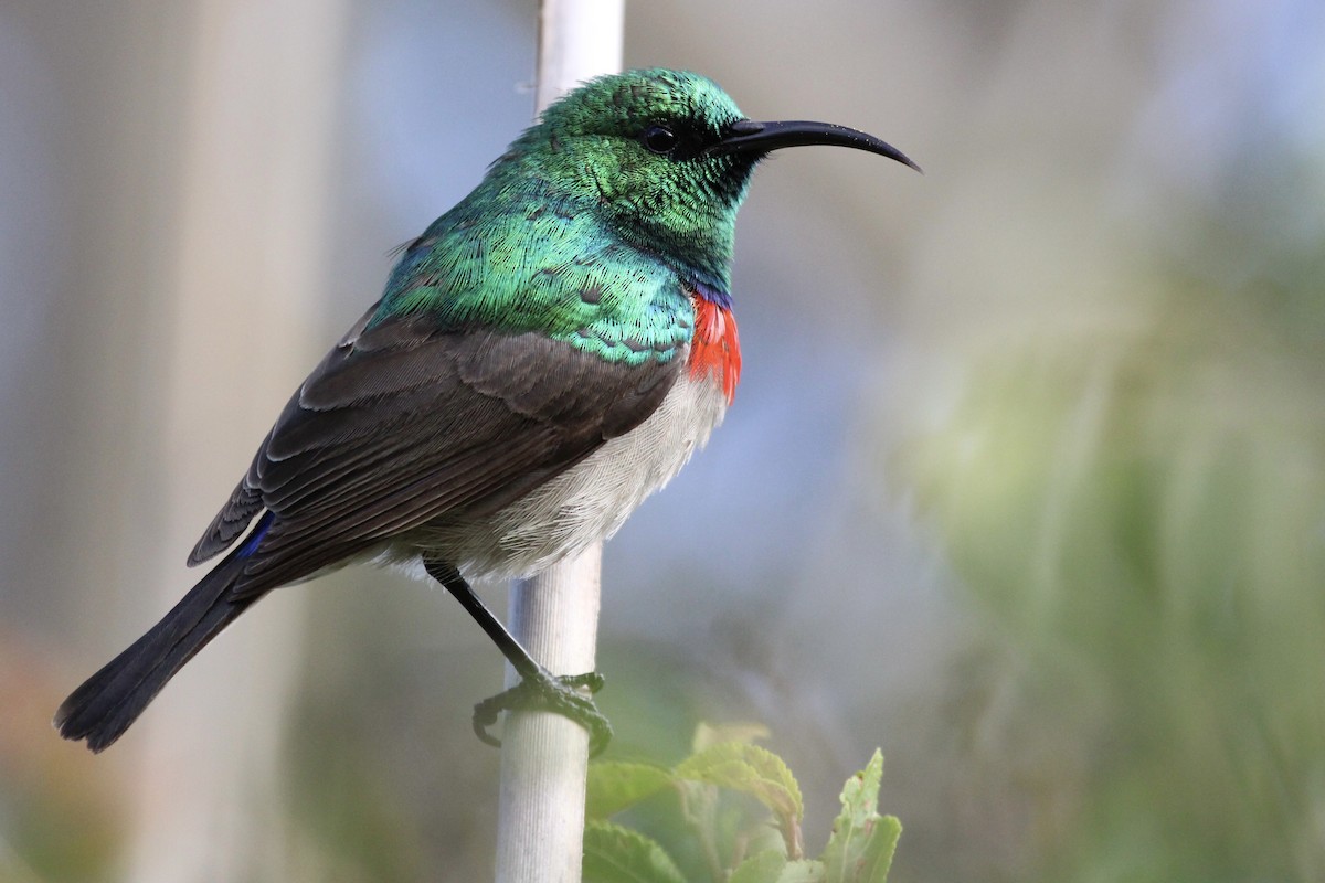 Southern Double-collared Sunbird - ML643242964