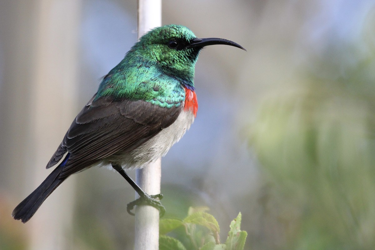 Southern Double-collared Sunbird - ML643242965