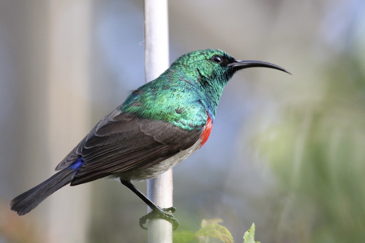 Southern Double-collared Sunbird - ML643242966