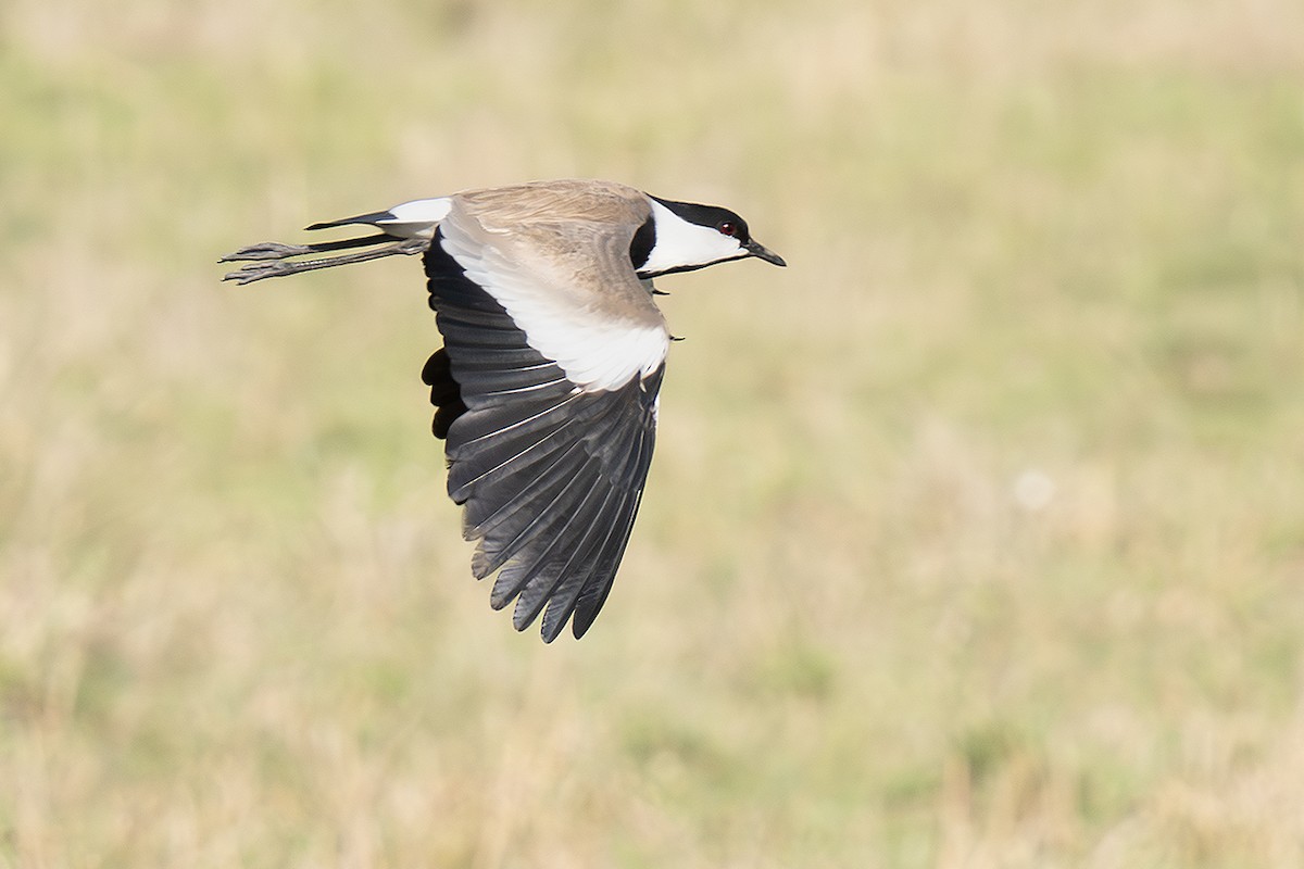 Spur-winged Lapwing - ML643242991