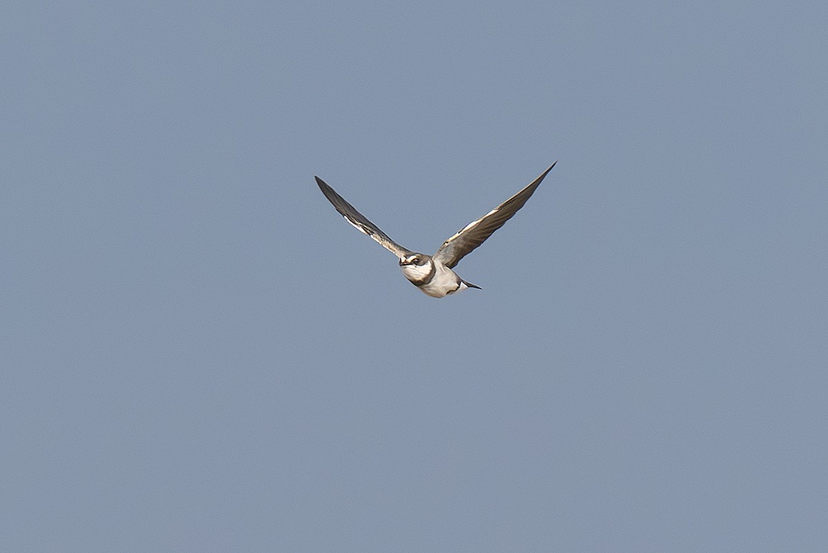 Banded Martin - ML643243046
