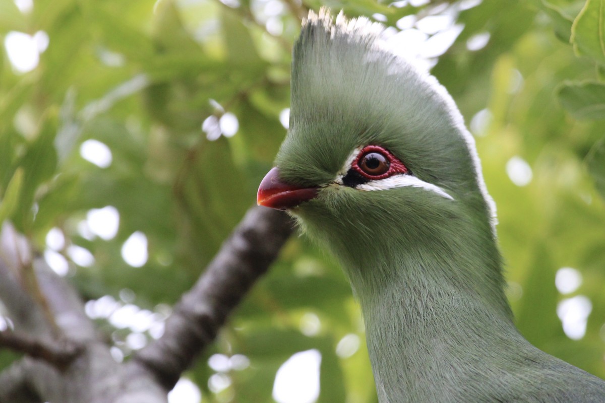 Knysna Turaco - ML643243047