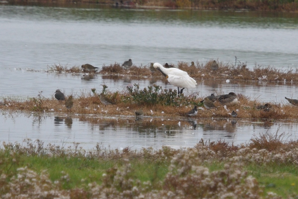 skjestork - ML643243051