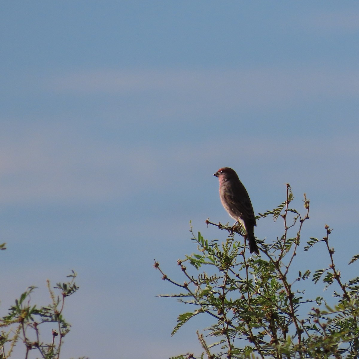 House Finch - ML643243055