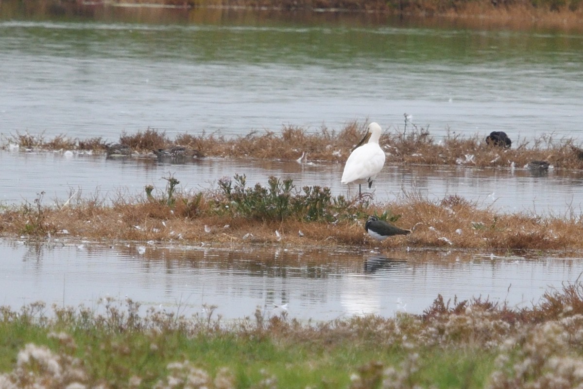 skjestork - ML643243108