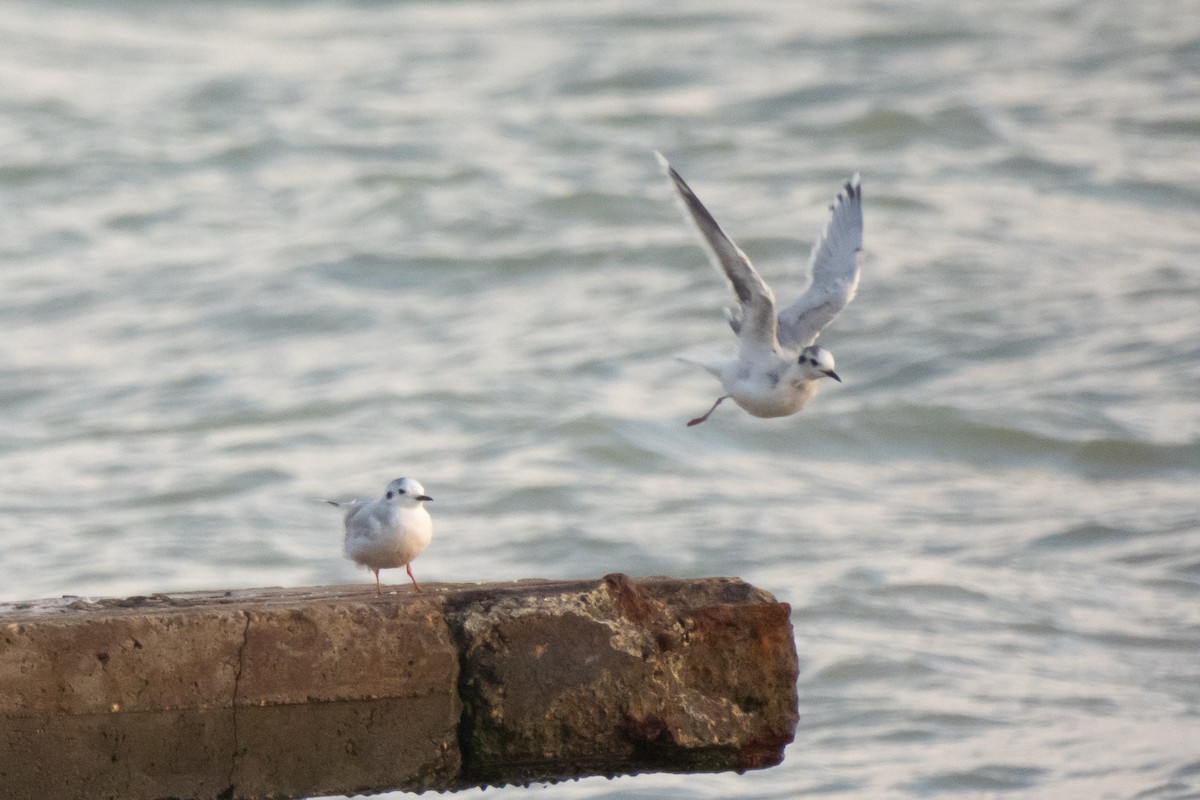 Mouette pygmée - ML643243119