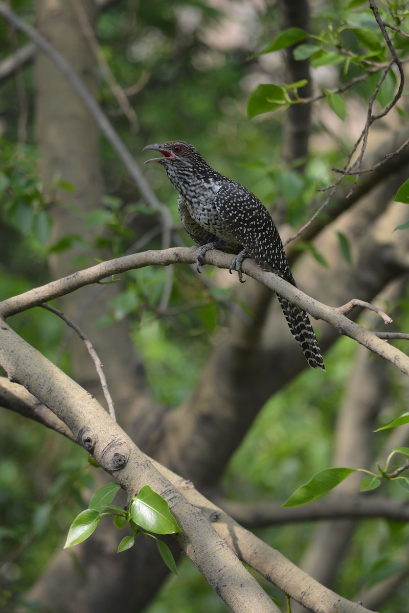 Asian Koel - ML643243182