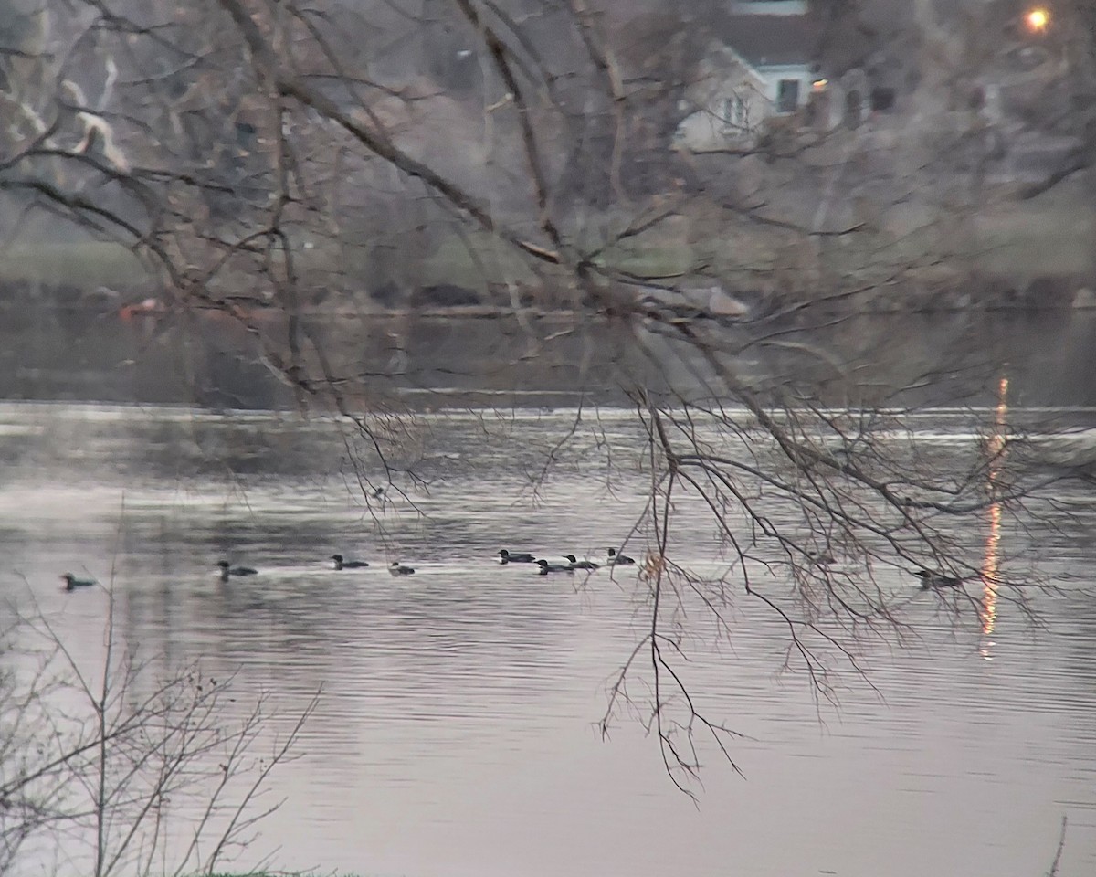 potáplice lední - ML643243191