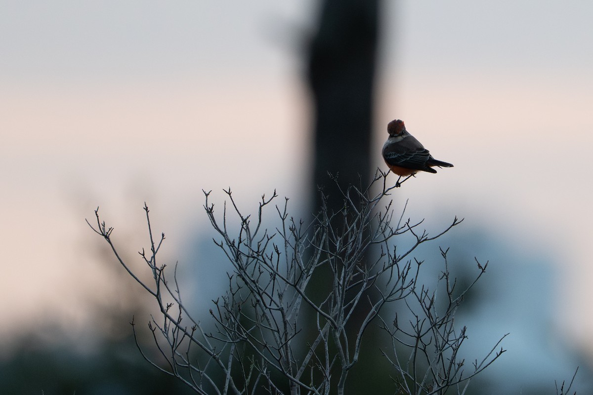 Vermilion Flycatcher - ML643243210