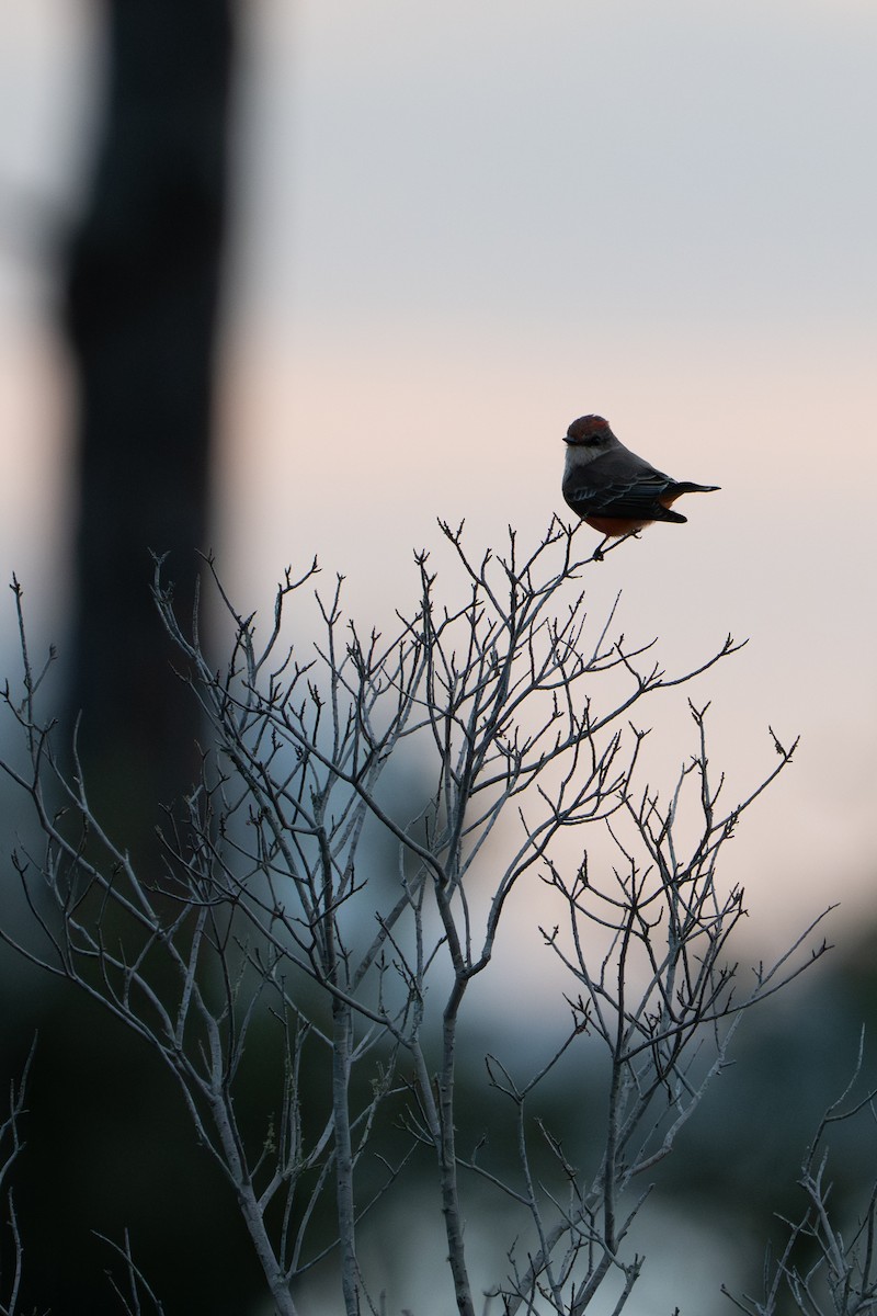 Vermilion Flycatcher - ML643243211