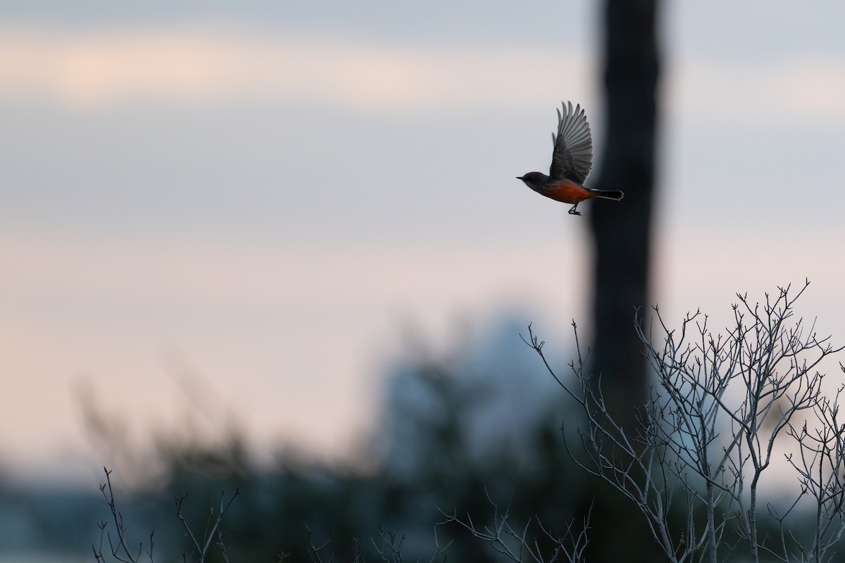 Vermilion Flycatcher - ML643243212
