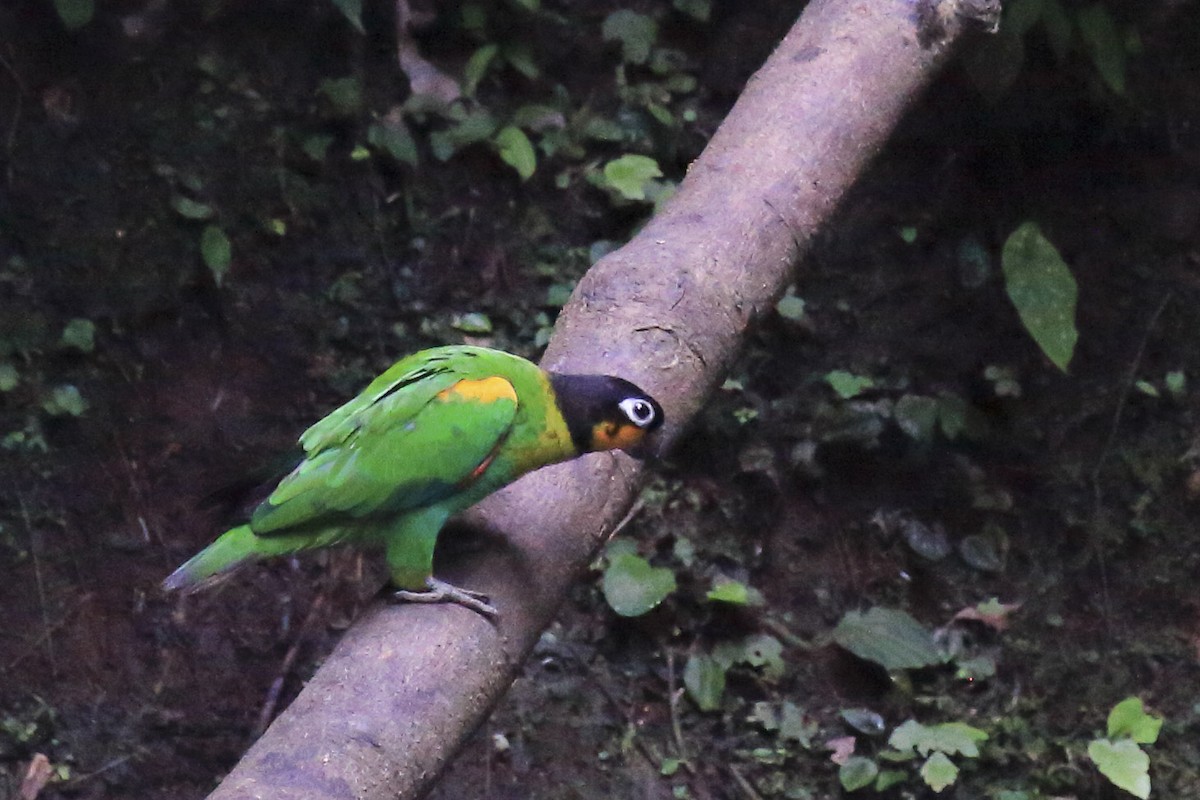 oransjekinnpapegøye - ML643243256