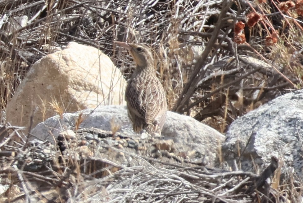 Western Meadowlark - ML643243257