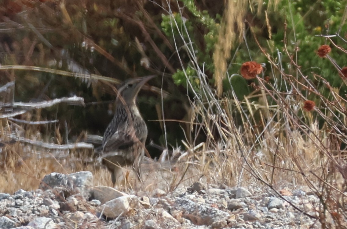 Western Meadowlark - ML643243258