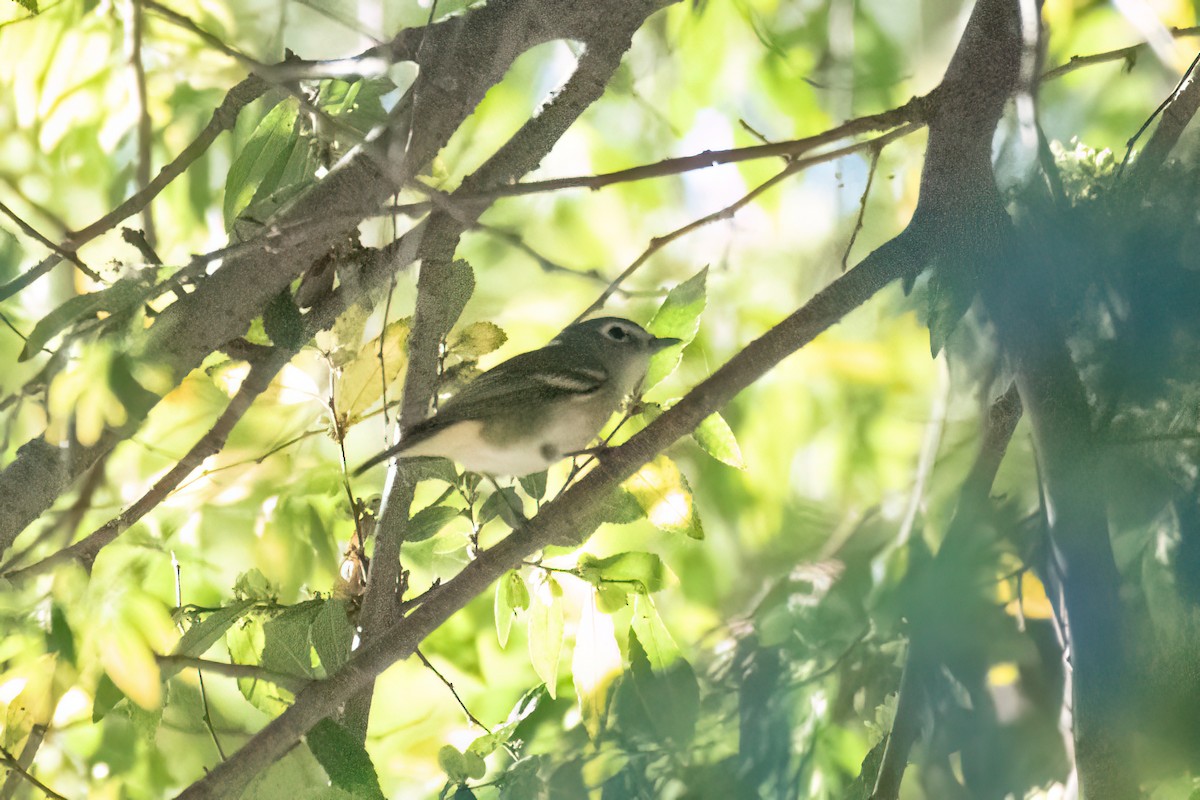 Vireo de Cassin - ML643243276
