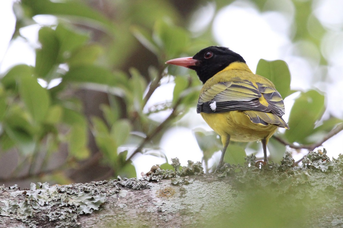African Black-headed Oriole - ML643243277