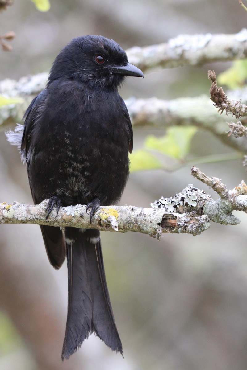 Fork-tailed Drongo - ML643243299
