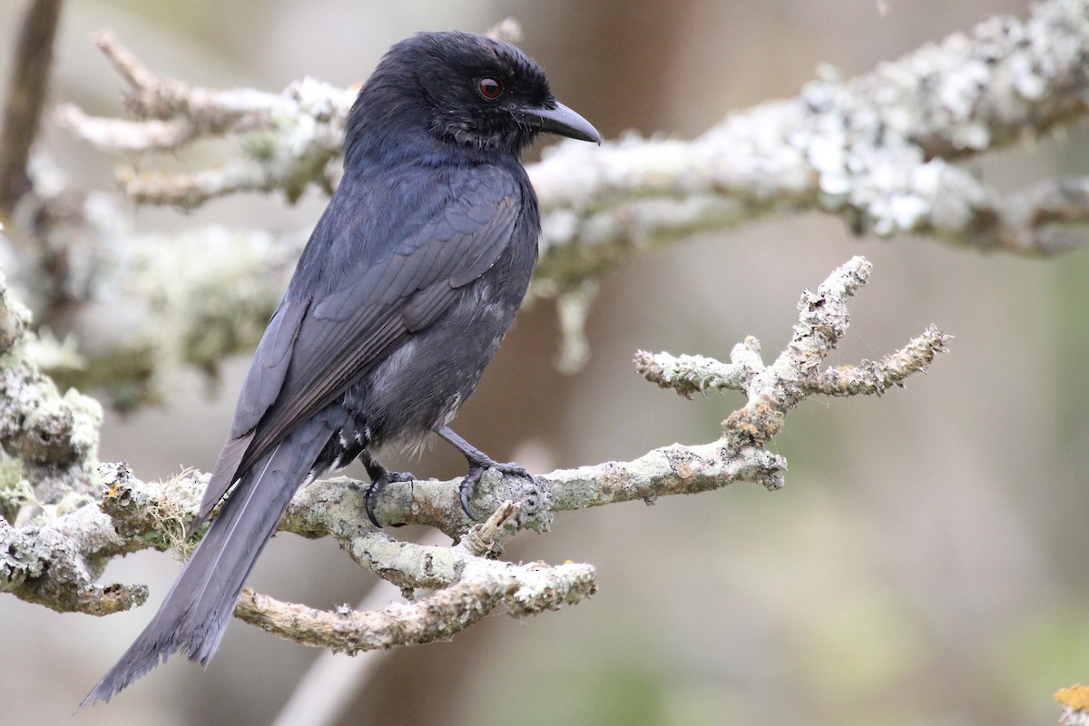 Fork-tailed Drongo - ML643243300