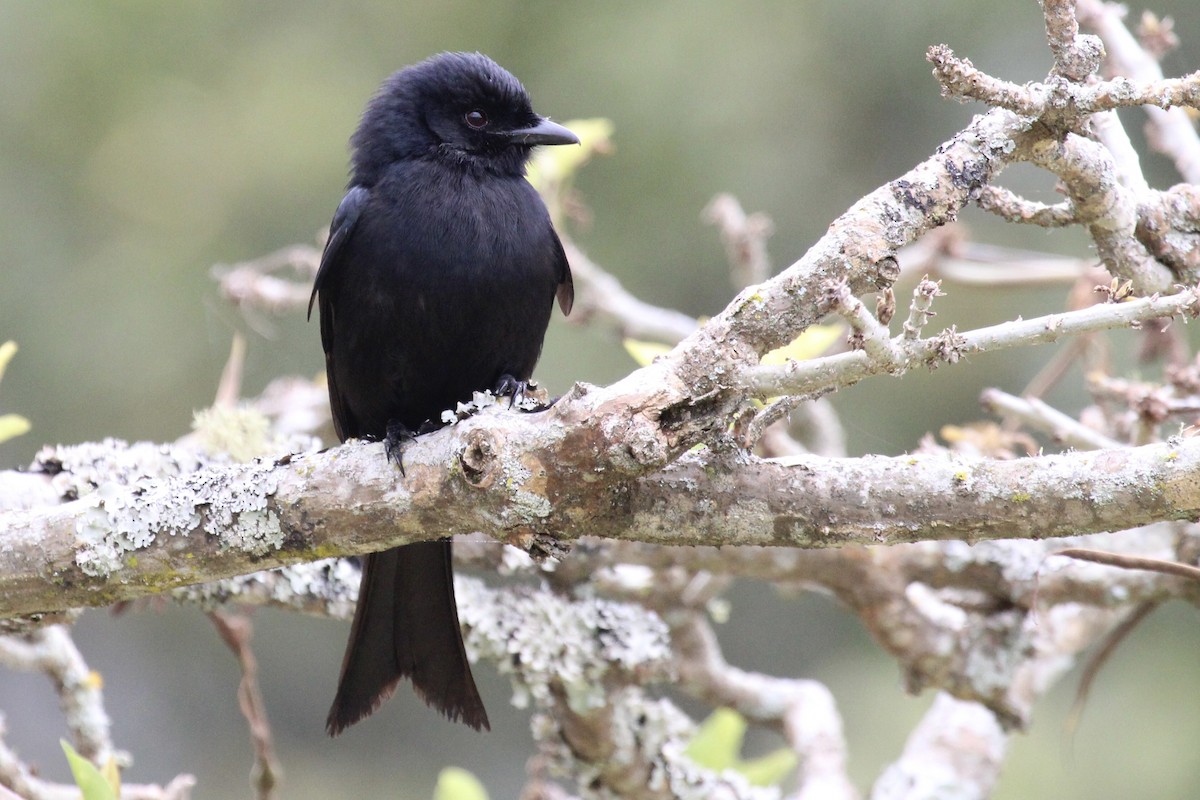 Fork-tailed Drongo - ML643243302