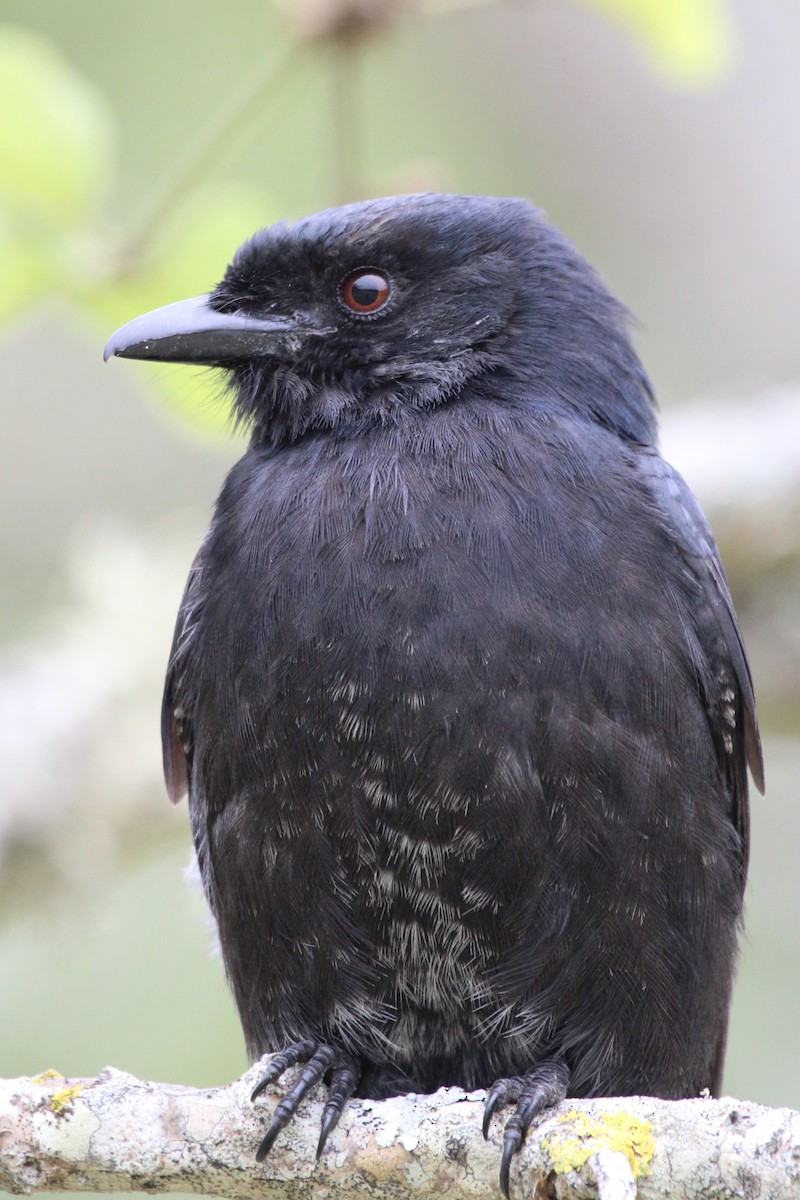Fork-tailed Drongo - ML643243303