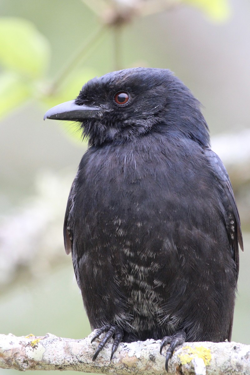 Fork-tailed Drongo - ML643243304
