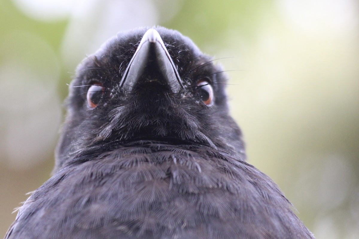 Fork-tailed Drongo - ML643243305
