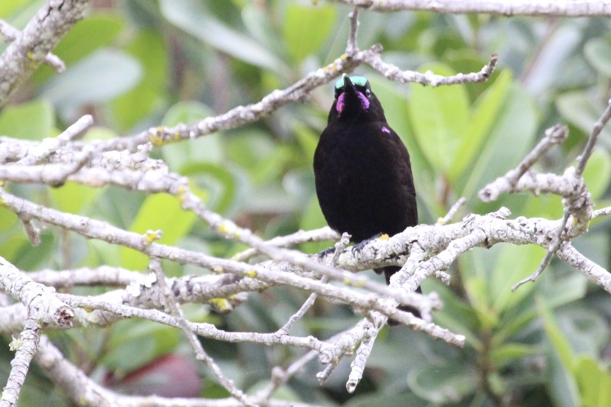 Amethyst Sunbird - ML643243328
