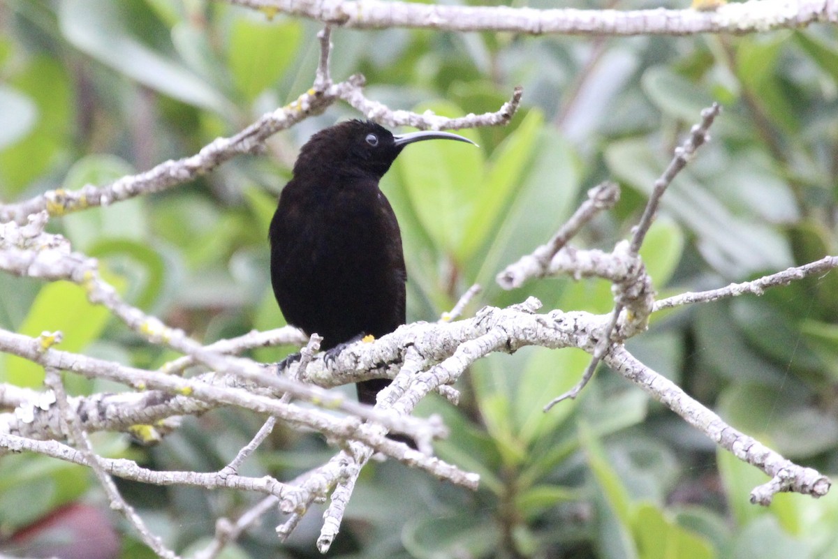 Amethyst Sunbird - ML643243329