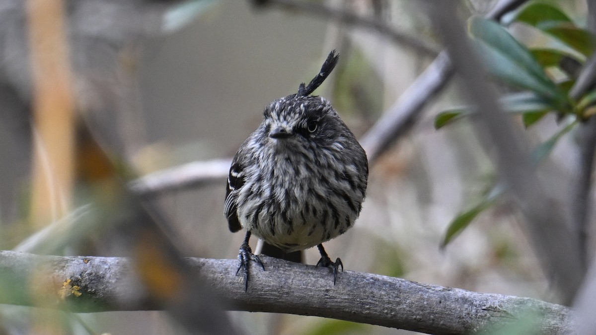 Taurillon mésange - ML643243339