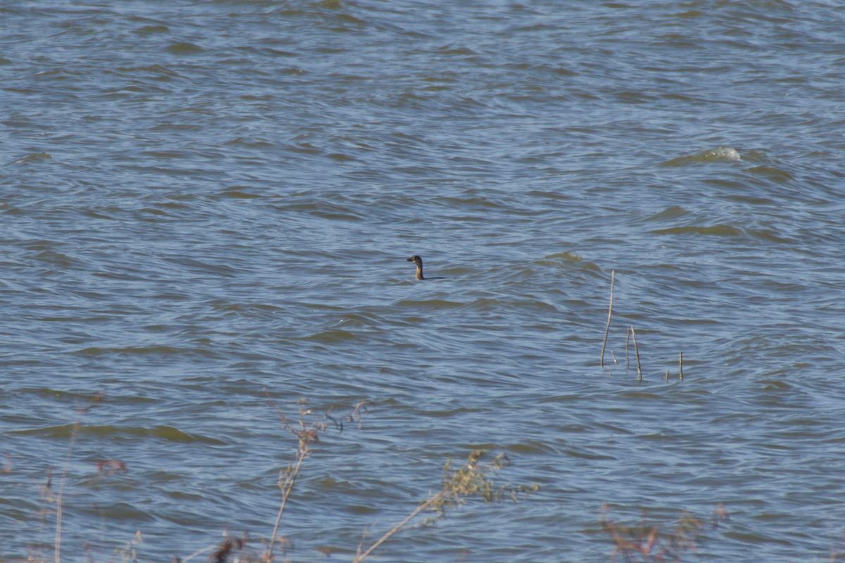 Pied-billed Grebe - ML643243340