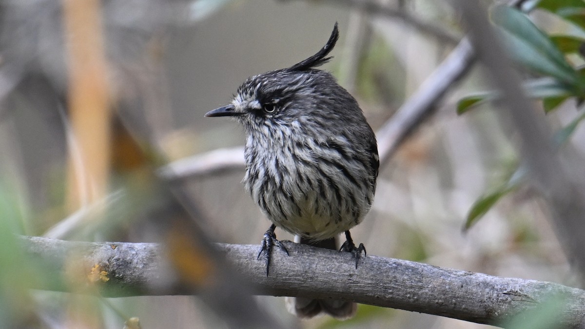 Taurillon mésange - ML643243345
