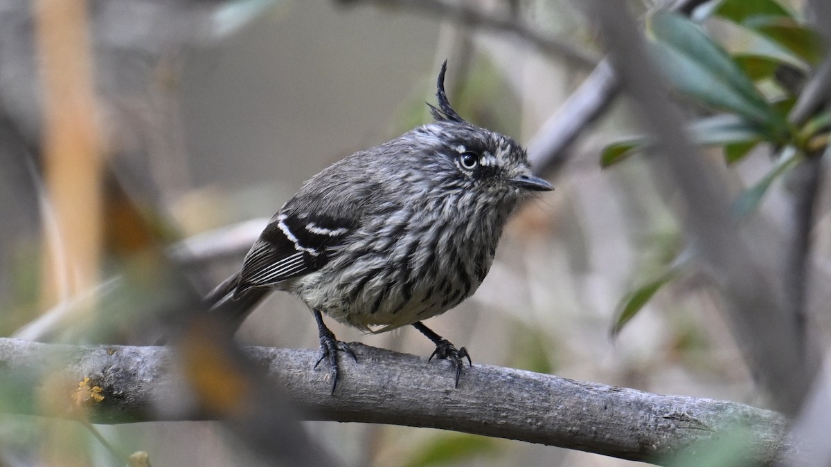 Taurillon mésange - ML643243356
