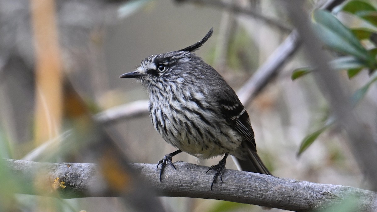 Taurillon mésange - ML643243361