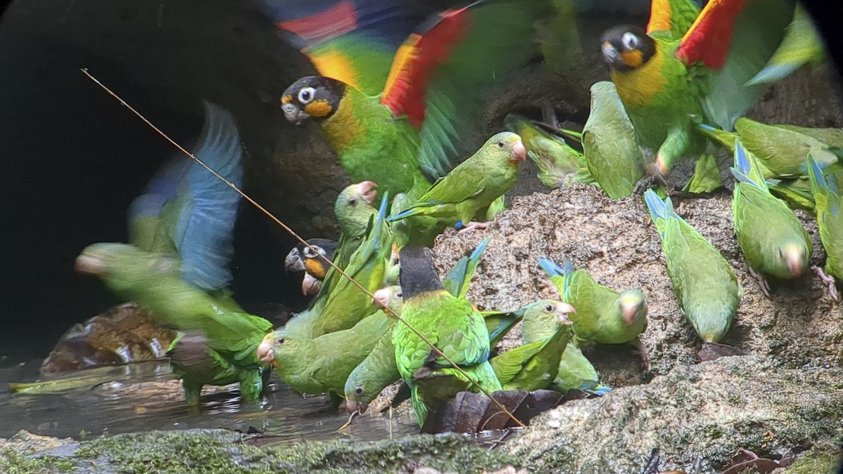 oransjekinnpapegøye - ML643243381