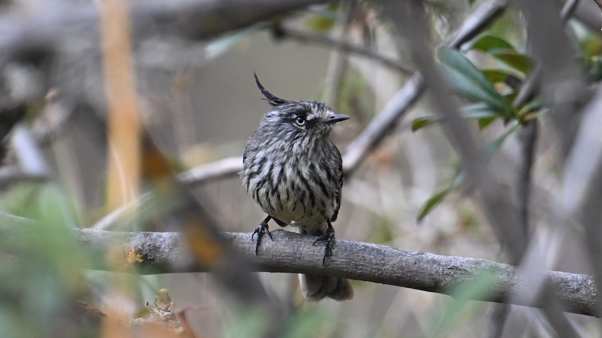 Taurillon mésange - ML643243382