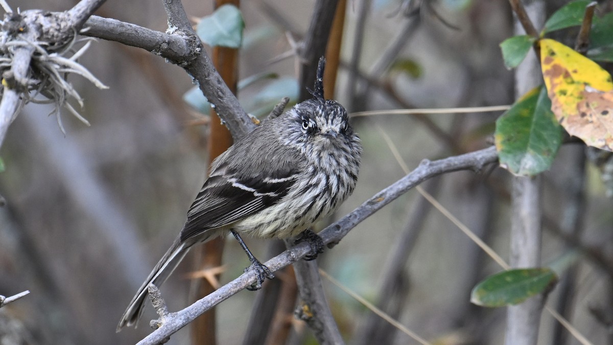 Taurillon mésange - ML643243388