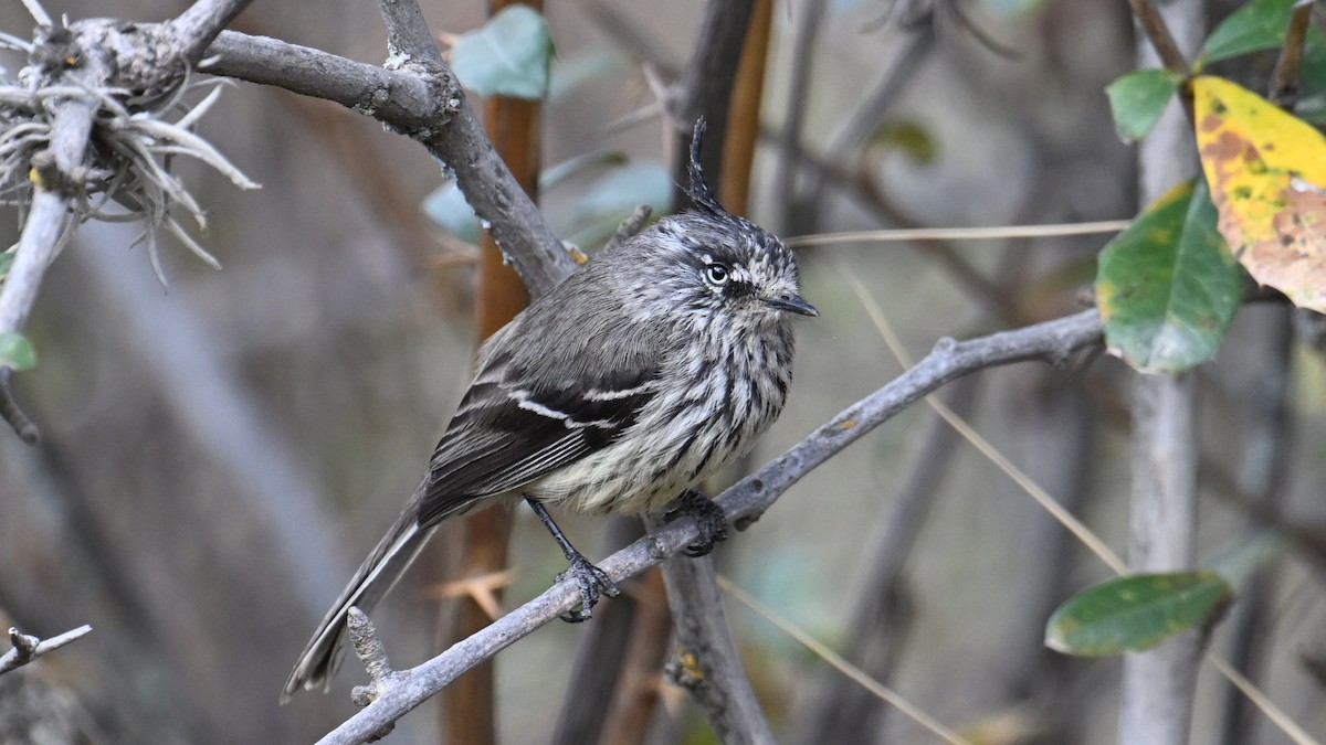 Taurillon mésange - ML643243391