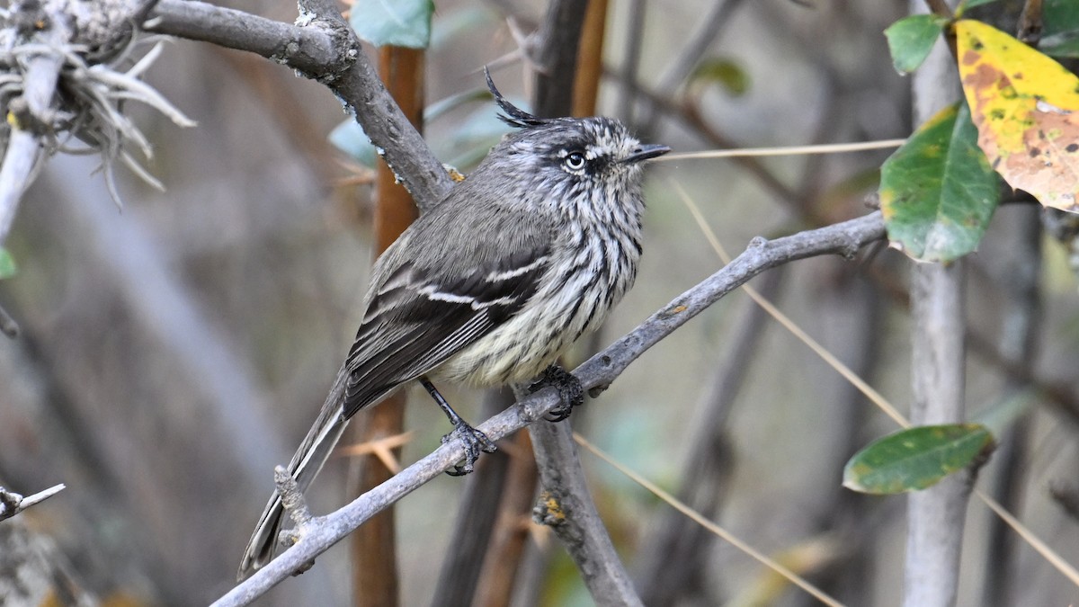 Taurillon mésange - ML643243398